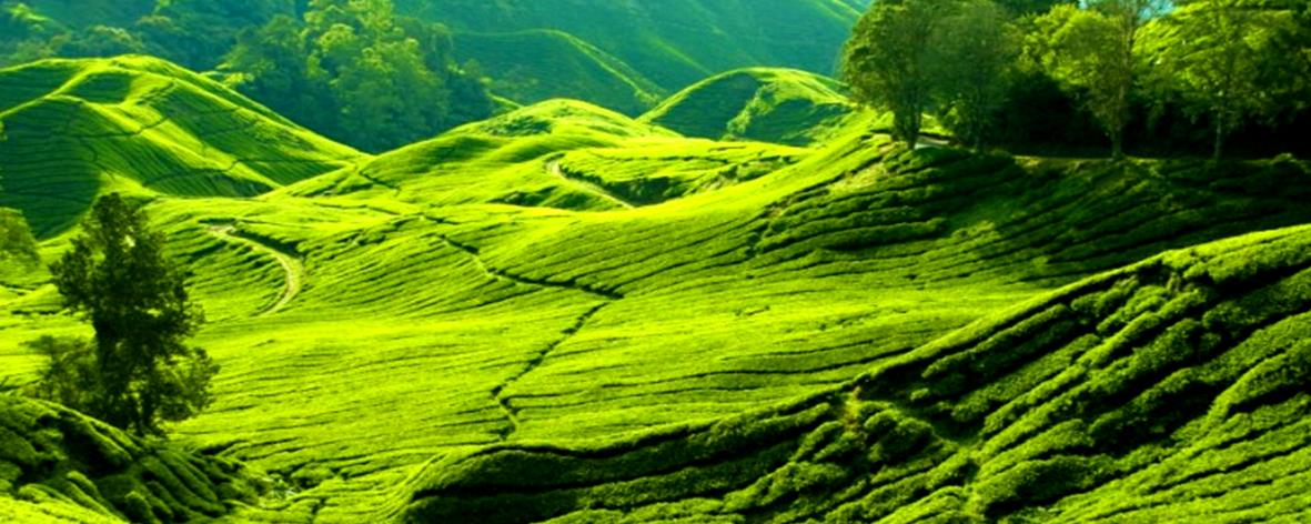 Tea Plantation, Cameron Highland