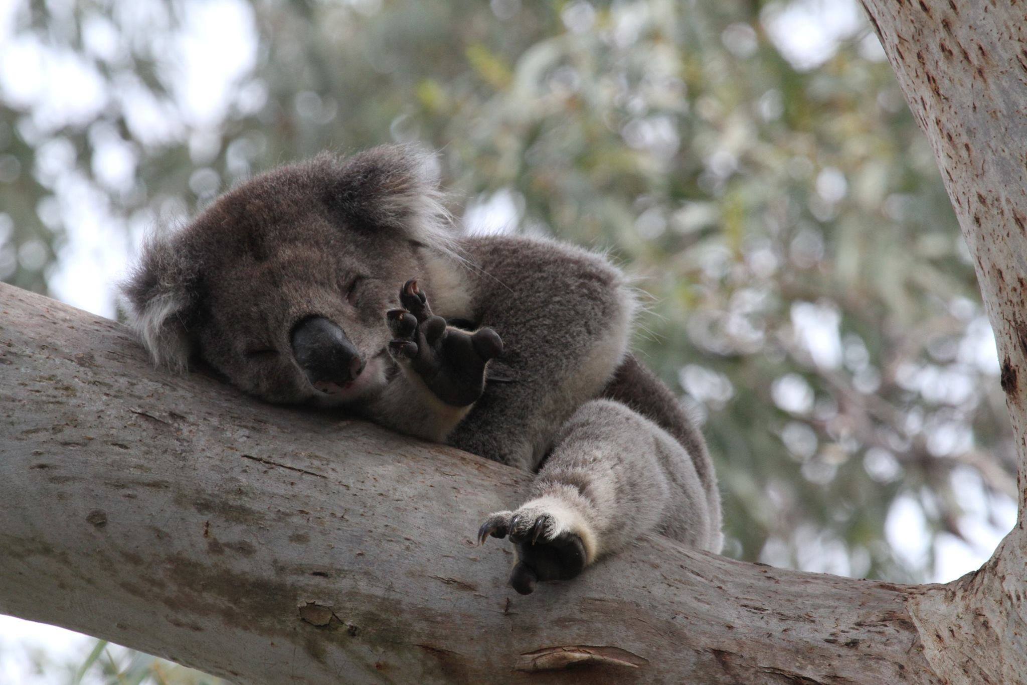 KOALA at GOLDCOAST